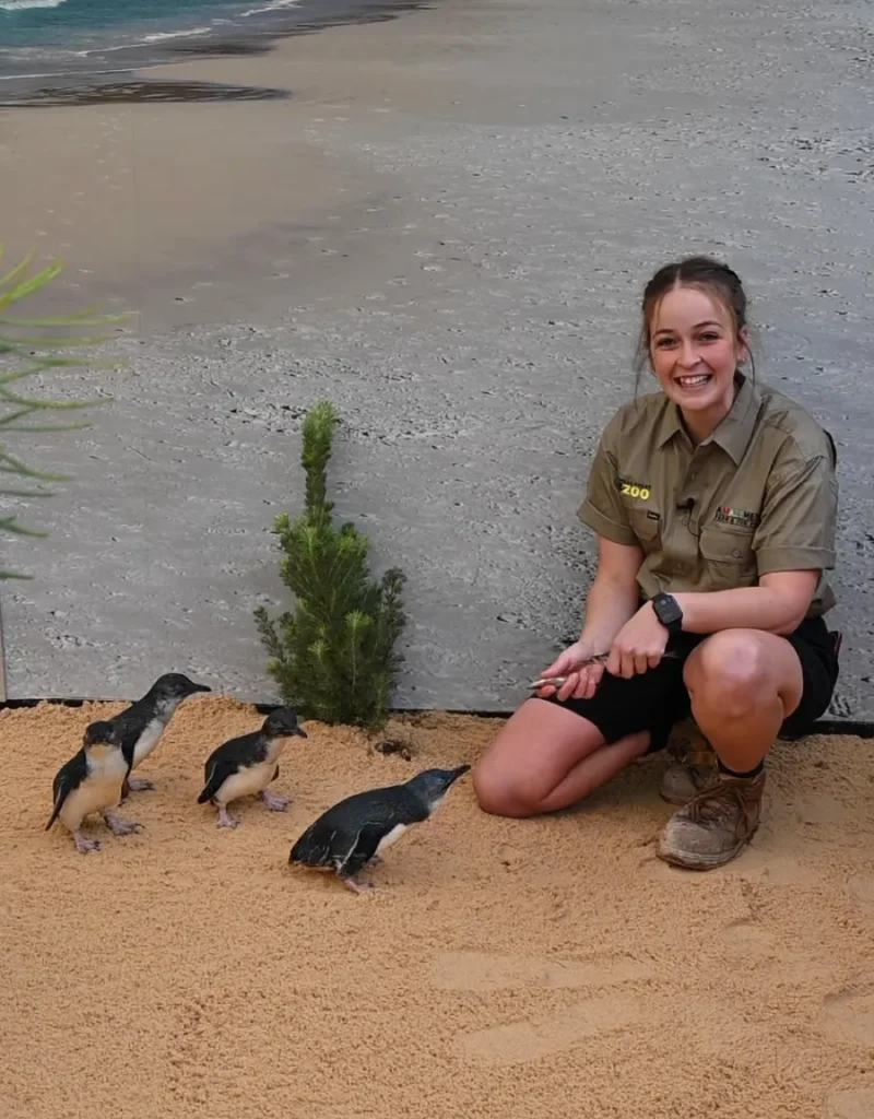 Little Penguin Encounter Central Coast