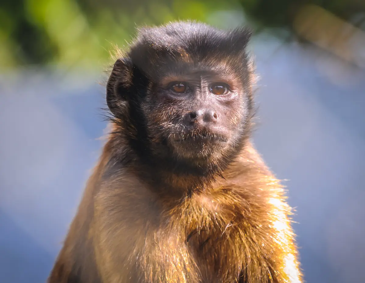 Capuchin Monkey